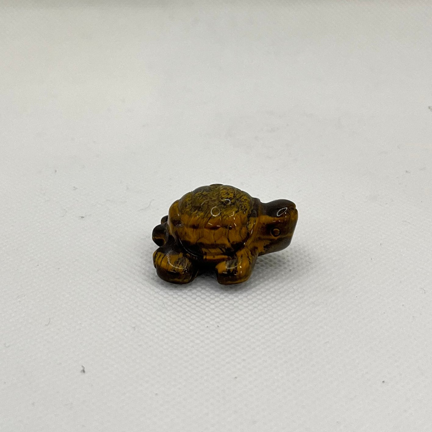 Slightly irridescent brown and dark brown/black turtle from the side view.