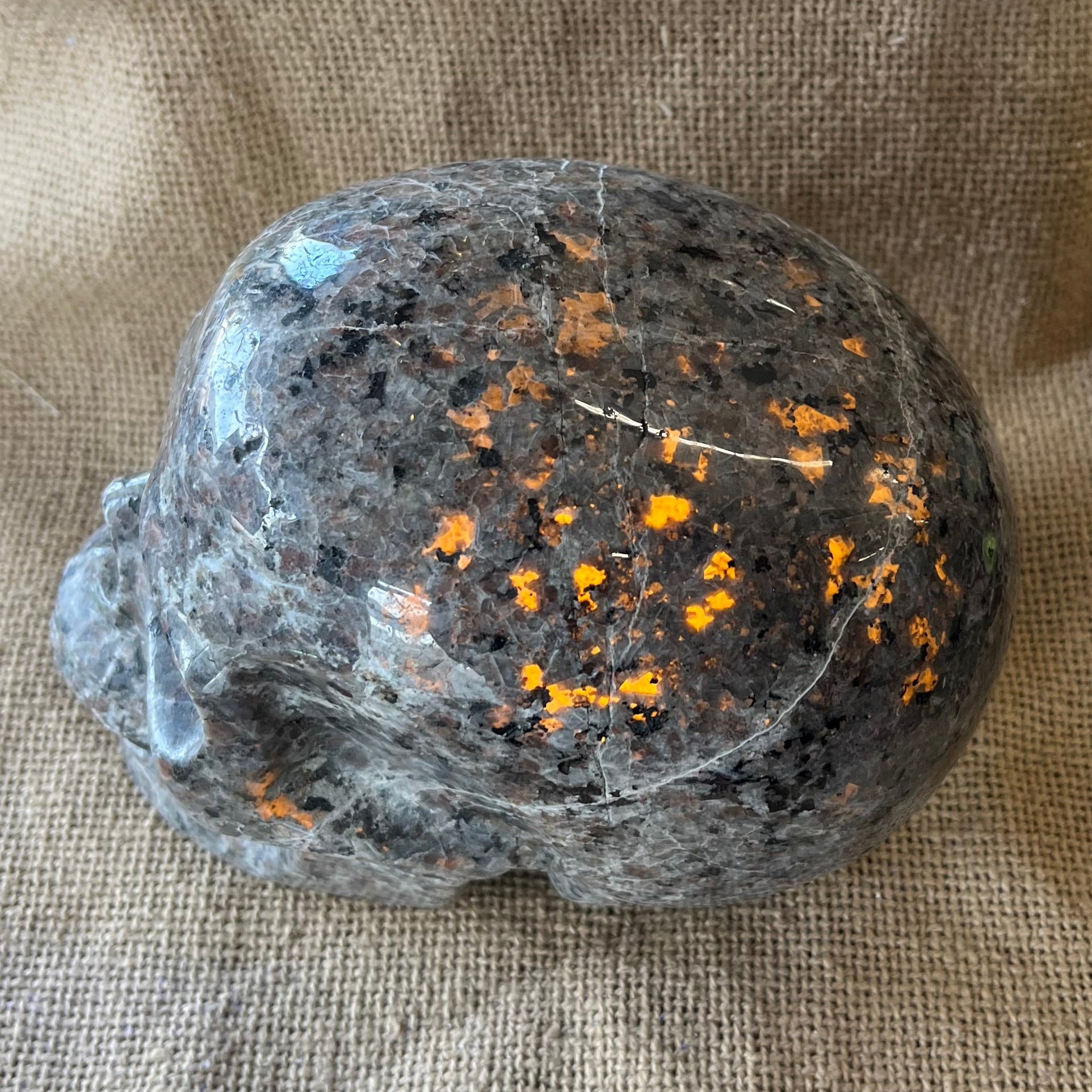A gray and black patterned stone skull sits on a tan textured background.  A black light is focused on the skull, and the black spots in that area glow a golden orange.